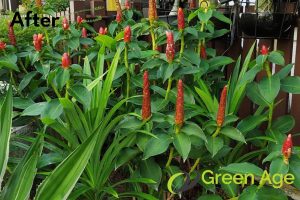 after-grass-maintenance-services-long-form-project-greenage-landscaping-services-singapore-landed-serangoon
