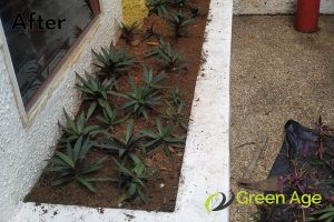 after-grass-planting-long-form-project-greenage-landscaping-services-singapore-landed-river-valley
