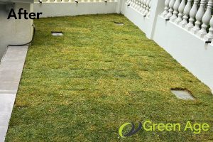 after-grass-planting-services-long-form-project-greenage-landscaping-services-singapore-landed-serangoon