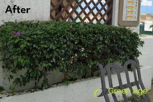 after-plant-pruning-long-form-project-greenage-landscaping-services-singapore-landed-tanglin