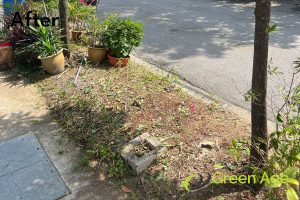 after-plant-removal-long-form-project-greenage-landscaping-services-singapore-landed-novena