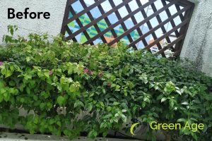before-plant-pruning-long-form-project-greenage-landscaping-services-singapore-landed-tanglin