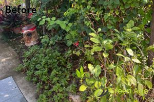before-plant-removal-long-form-project-greenage-landscaping-services-singapore-landed-novena