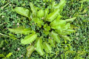 3 Common Types of Weeds Found in Singaporean Landscapes and How to Remove Them 3 broadleaf-weeds-3-common-types-of-weeds-found-in-singaporean-landscapes-and-how-to-remove-them-weeding-greenage-landscaping-services-singapore