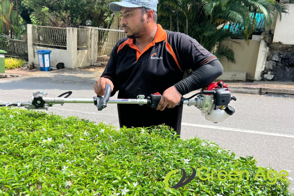 bushes-trimming-services-greenage-landscaping-services-singapore-landed-braddell-1