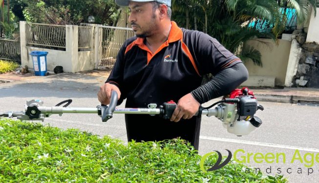 bushes-trimming-services-greenage-landscaping-services-singapore-landed-braddell-2