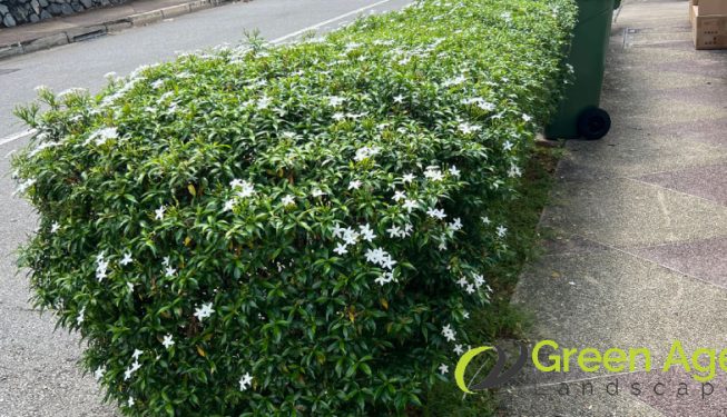 bushes-trimming-services-greenage-landscaping-services-singapore-landed-braddell-3
