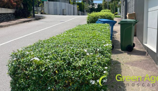 bushes-trimming-services-greenage-landscaping-services-singapore-landed-braddell-4