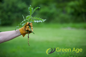 All You Need to Know About Weeding in Singapore 5 common-hand-weeding-techniques-pulling-weeding-greenage-landscaping-services-singapore