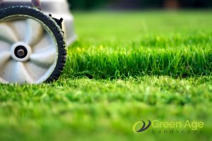 6 Common Mistakes Homeowners Make During DIY Grass Cutting in Singapore 2 cutting-grass-too-short-6-common-mistakes-homeowners-make-during-diy-grass-cutting-greenage-landscaping-services-singapore