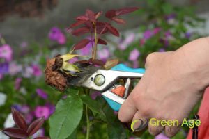 diseased-plant-how-plant-pruning-enhances-garden-aesthetics-plant-pruning-greenage-landscaping-services-singapore