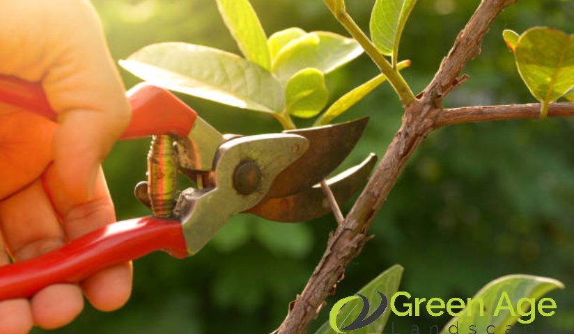 diy-garden-10-essential-diy-garden-maintenance-tips-for-homeowners-garden-maintenance-greenage-landscaping-services-singapore