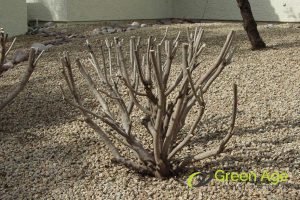 diy-mistakes-5-benefits-of-hiring-professional-plant-pruning-services-greenage-landscaping-services-singapore