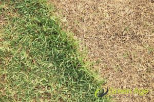 dying-grass-professional-grass-cutting-solution-for-common-grass-issues-in-singapore-grass-cutting-greenage-landscaping-services-singapore