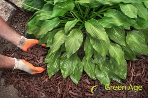5 Tips for Preventing Weed Growth in Singapore 2 employing-mulching-techniques-5-tips-for-preventing-weed-growth-in-singapore-weeding-greenage-landscaping-services-singapore