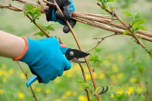 ensure-correct-cutting-distance-6-tips-for-diy-plant-pruning-greenage-landscaping-services-singapore