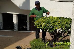 expertise-and-experience-5-benefits-of-hiring-professional-plant-pruning-services-greenage-landscaping-services-singapore