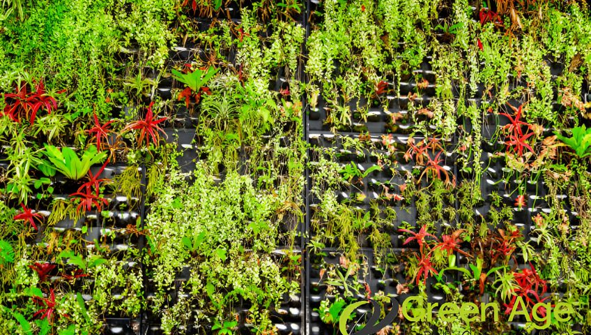 featured-5-types-of-house-gardens-in-singapore-and-why-they-should-undergo-professional-garden-maintenance-greenage-landscaping-services-singapore
