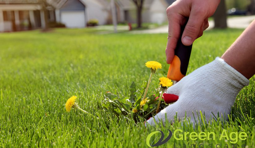 featured-all-you-need-to-know-about-weeding-in-singapore-weeding-greenage-landscaping-services-singapore