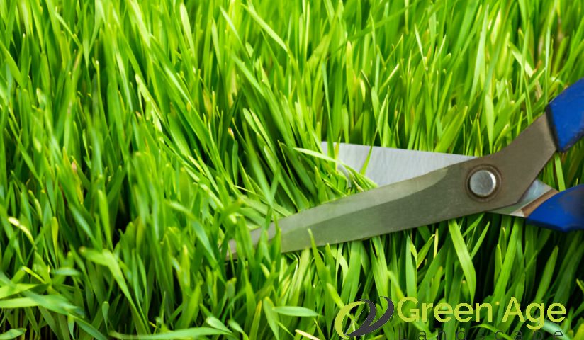 featured-how-often-should-professional-grass-cutting-be-done-for-your-garden-in-singapore-grass-cutting-greenage-landscaping-services-singapore