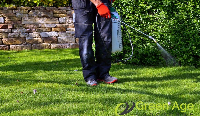 featured-image-appying-fertilizers-6-common-misconceptions-about-professional-garden-maintenance-services-greenage-landscaping-services-singapore