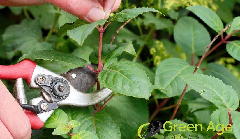 featured-image-pruning-a-plant-5-benefits-of-hiring-professional-plant-pruning-services-greenage-landscaping-services-singapore