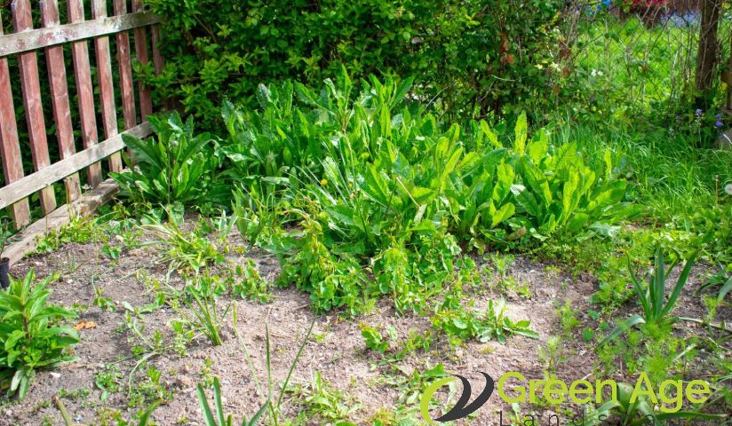 featured-what-happens-if-regular-weeding-is-neglected-in-singapore-weeding-greenage-landscaping-services-singapore
