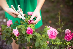 flower-pruning-how-plant-pruning-enhances-garden-aesthetics-plant-pruning-greenage-landscaping-services-singapore