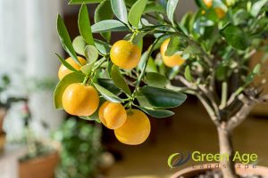 fruit-tree-why-plants-need-pruning-plant-pruning-greenage-landscaping-services-singapore