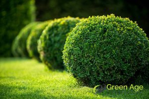 garden-bush-why-plants-need-pruning-plant-pruning-greenage-landscaping-services-singapore