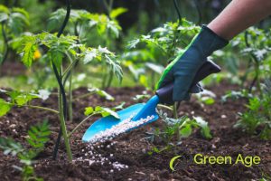 10 Essential DIY Garden Maintenance Tips for Homeowners in Singapore 4 garden-fertilization-10-essential-diy-garden-maintenance-tips-for-homeowners-garden-maintenance-greenage-landscaping-services-singapore