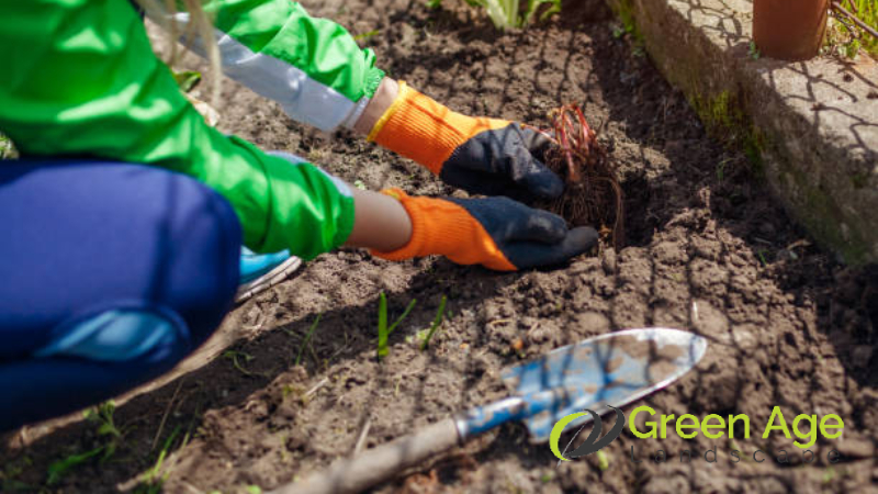 garden-maintenance-gardener-service-singapore-greenage-landscaping-services-singapore