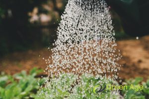 10 Essential DIY Garden Maintenance Tips for Homeowners in Singapore 2 garden-watering-10-essential-diy-garden-maintenance-tips-for-homeowners-garden-maintenance-greenage-landscaping-services-singapore