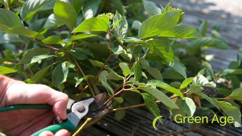 gardeners-greenage-landscaping-services-singapore-2 (1)