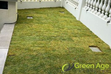 grass-planting-services-greenage-landscaping-services-singapore-landed-serangoon-1