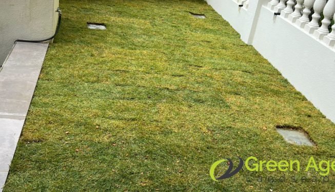 grass-planting-services-greenage-landscaping-services-singapore-landed-serangoon-3