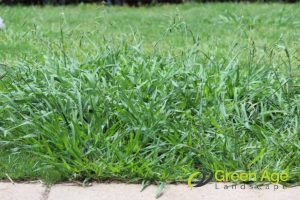 3 Common Types of Weeds Found in Singaporean Landscapes and How to Remove Them 2 grass-weeds-3-common-types-of-weeds-found-in-singaporean-landscapes-and-how-to-remove-them-weeding-greenage-landscaping-services-singapore