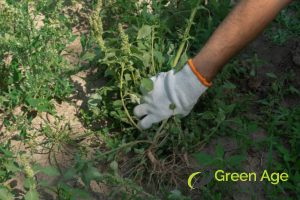 hand-weeding-3-weeding-techniques-for-different-types-of-landscapes-weeding-greenage-landscaping-services-singapore