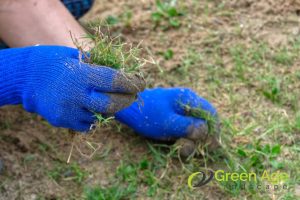 hand-weeding-5-professional-weeding-cost-factors-weeding-greenage-landscaping-services-singapore
