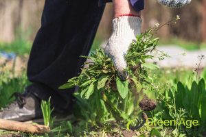 Hand Weeding vs. Mechanical Weeding in Singapore 2 hand-weeding-vs-mechanical-weeding-in-singapore-weeding-greenage-landscaping-services-singapore