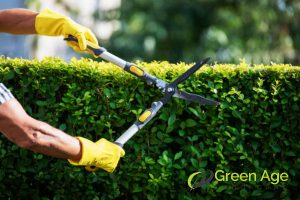 hedge-trimming-how-plant-pruning-enhances-garden-aesthetics-plant-pruning-greenage-landscaping-services-singapore