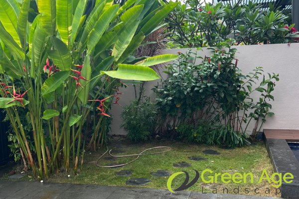 landscape-maintenance-greenage-landscaping-maintenance-singapore-landed-serangoon-1