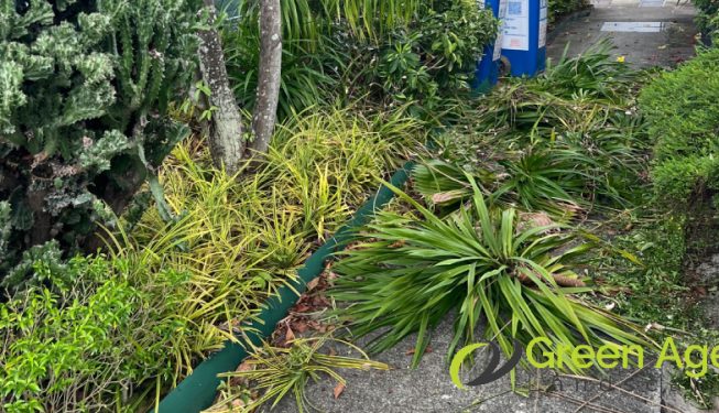 landscape-maintenance-greenage-landscaping-maintenance-singapore-landed-serangoon-2
