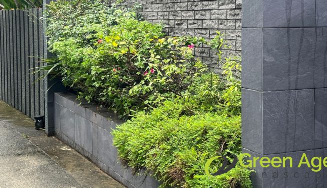 landscape-maintenance-greenage-landscaping-maintenance-singapore-landed-serangoon-3