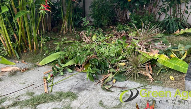 landscape-maintenance-greenage-landscaping-maintenance-singapore-landed-serangoon-4