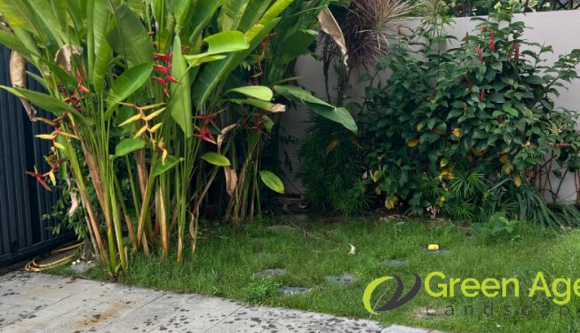 landscape-maintenance-greenage-landscaping-maintenance-singapore-landed-serangoon-6