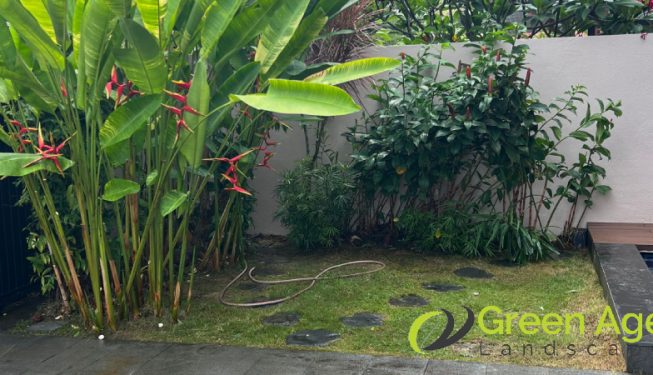 landscape-maintenance-greenage-landscaping-maintenance-singapore-landed-serangoon-7