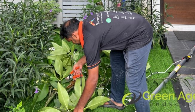 landscape-maintenance-greenage-landscaping-services-singapore-landed-braddell-2