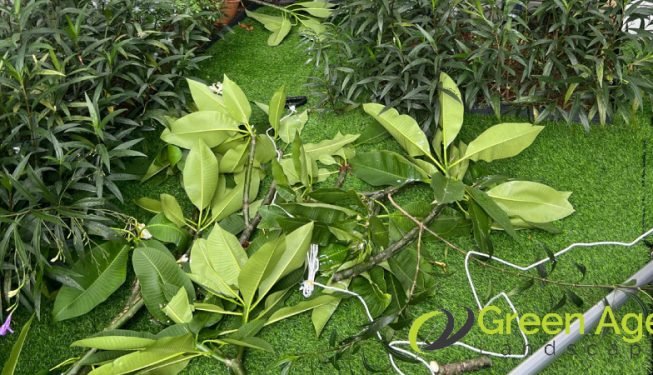 landscape-maintenance-greenage-landscaping-services-singapore-landed-braddell-3