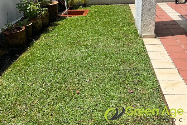 landscape-maintenance-greenage-landscaping-services-singapore-landed-orchard-1
